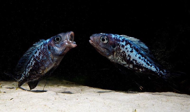 Ophthalmotilapia sp. 'whitecap' Cape Mpimbwe